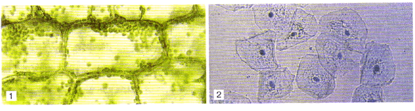 Рис. 18. Изображения растительных (!) и животных (2) клеток, полученные с помощью световой микроскопии